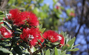 Pōhutakawa