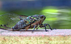 Cicada beside Sandy Werner's bird bath