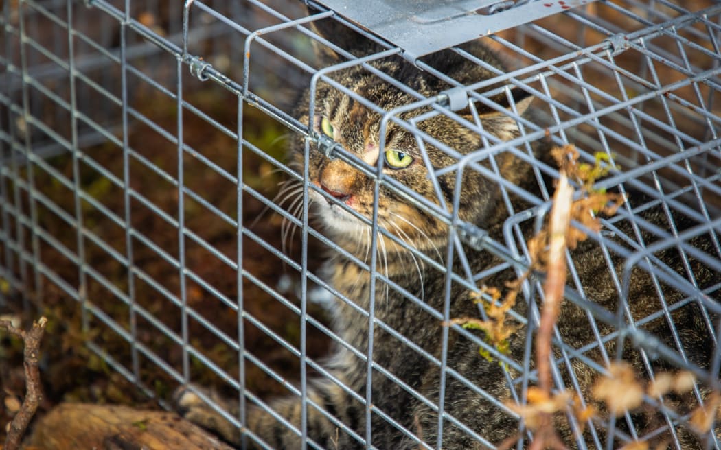 Feral cat caught in a live trap in Fiordland National Park