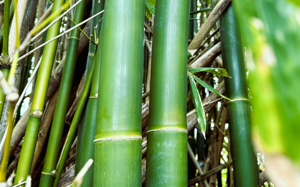 A bamboo grove in New Zealand’s North Island.