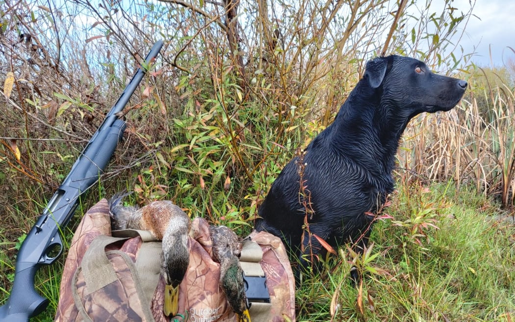 A dog with a backpack and gun.