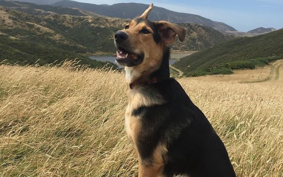 8 month old Huntaway in Wellington