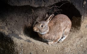 A wild rabbit in a burrow. Oryctolagus cuniculus.