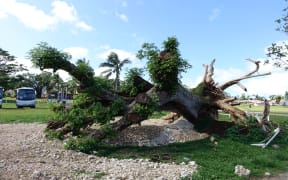 Cyclone Pam destroyed homes and crops, but in a sign of recovery, uprooted trees are sprouting leaves again.