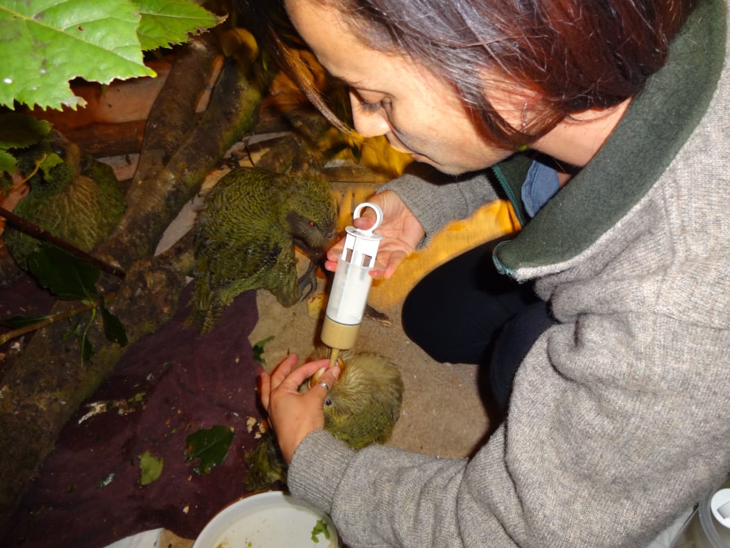 Veterinary nurse Alisha Sherriff is feeding a kākāpō chick a syringe full of hand-rearing formula.