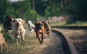 A pack of dogs run along a street.