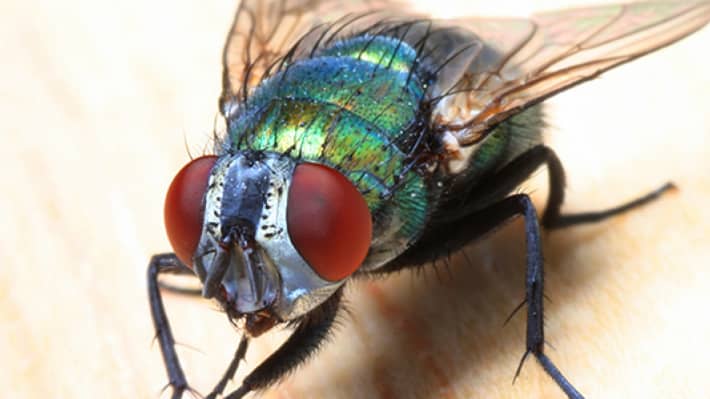 Flies.