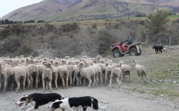 sheep