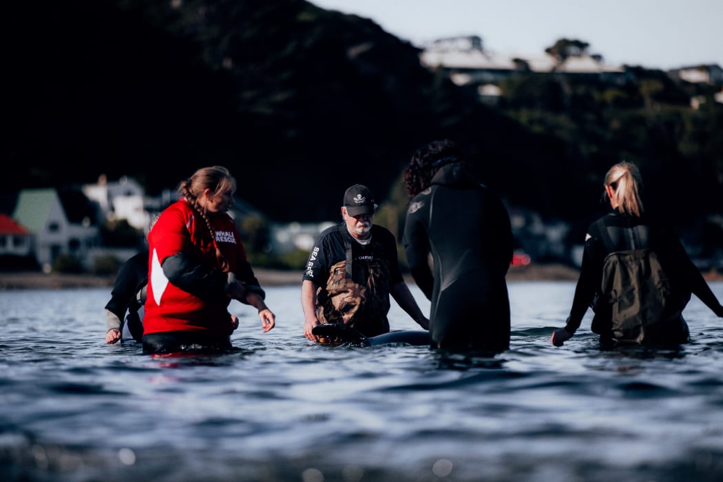 Rescuers and volunteers keep watch over a stranded baby orca at Plimmerton, Wellington.