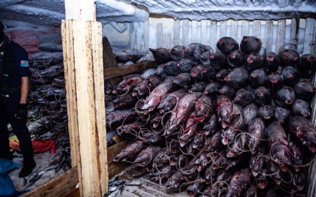 Lu Rong Yuan Yu 138 Tuna in freezer