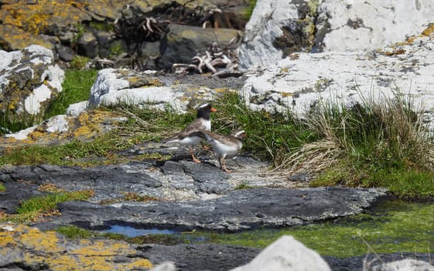 First shore plover fledgling born on Pitt Island in 150 years | RNZ