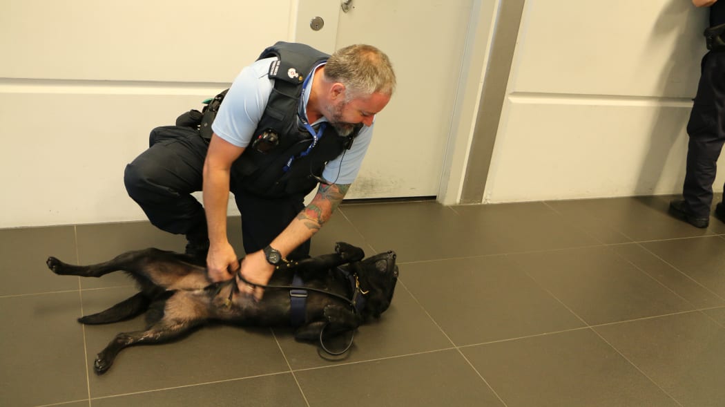 "Good job Olly" - A tummy rub for drug detector dog Olly from his handler David Harrison