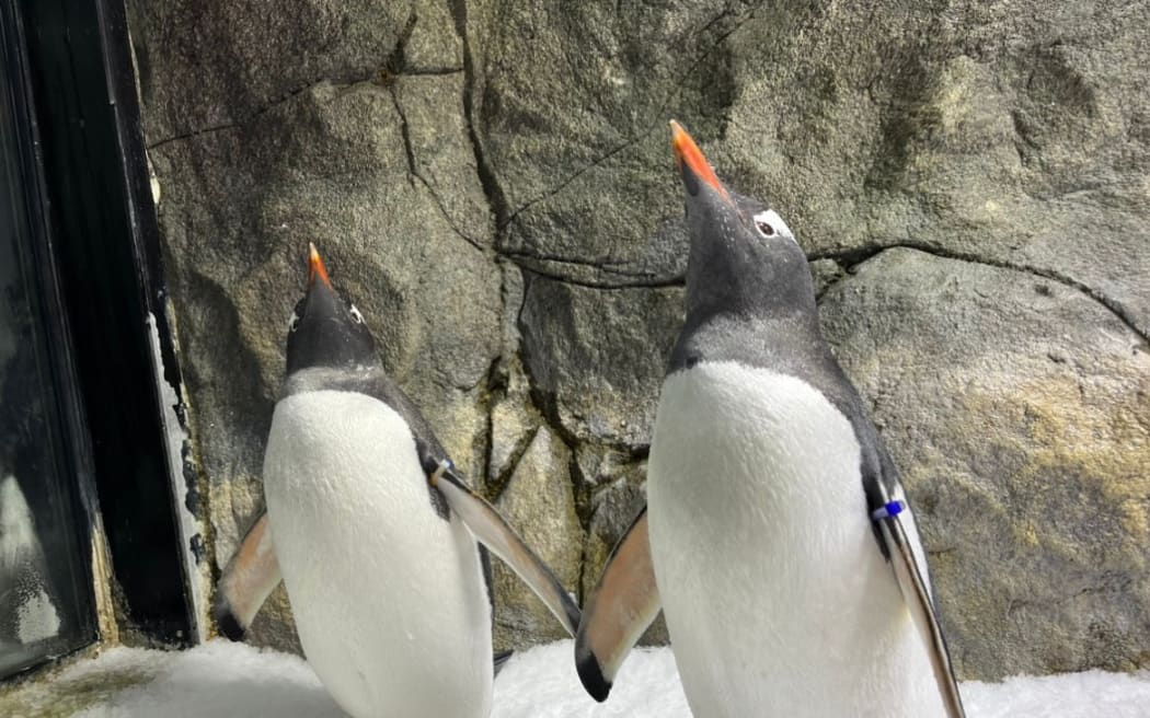 Sphen (left) and Magic were described as having a love story that 