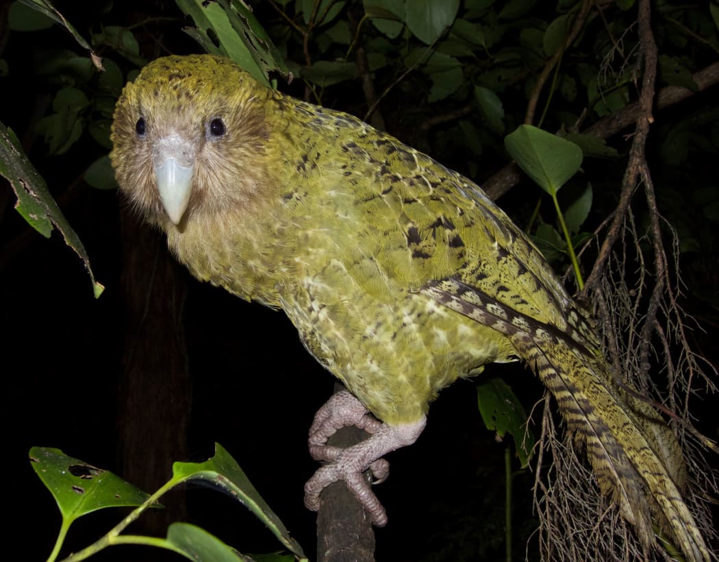 Adult female kākāpō Hakatere.