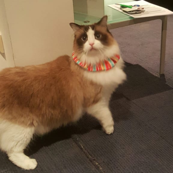 Cat wearing multi-coloured collar