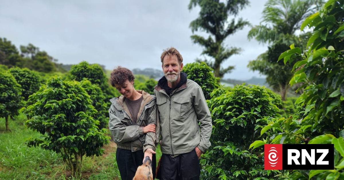 Country Life: Brewing up a taste for NZ grown coffee