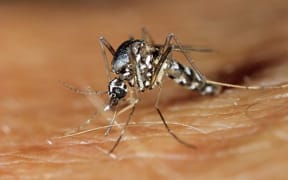 The Asian tiger mosquito is one of the vectors responsible for transmitting dengue fever.