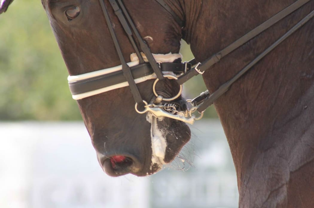 Horse wearing crank noseband.