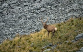 Fiordland wapiti