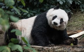 Giant panda Jia Jia turns 37 at an amusement park in Hong Kong, making her the oldest giant panda ever kept in captivity.