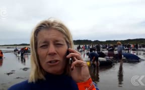 500 volunteers heed call to help whales: RNZ Checkpoint