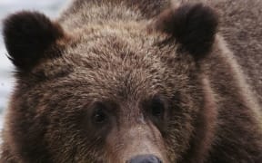 United States, Alaska, brown bear grizzly cub (Photo by GROS Caroline / Hemis.fr / hemis.fr / Hemis via AFP)