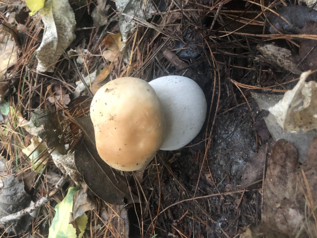 Jacob Brown's foraged mushrooms