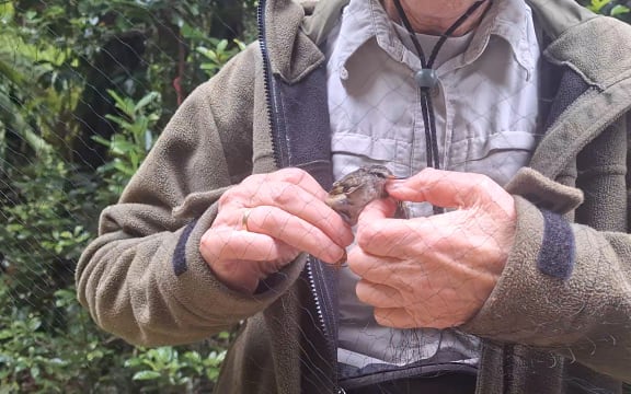 How to catch and move the country's tiniest bird