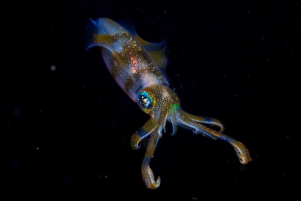 Cruz Erdmann: bigfin reef squid