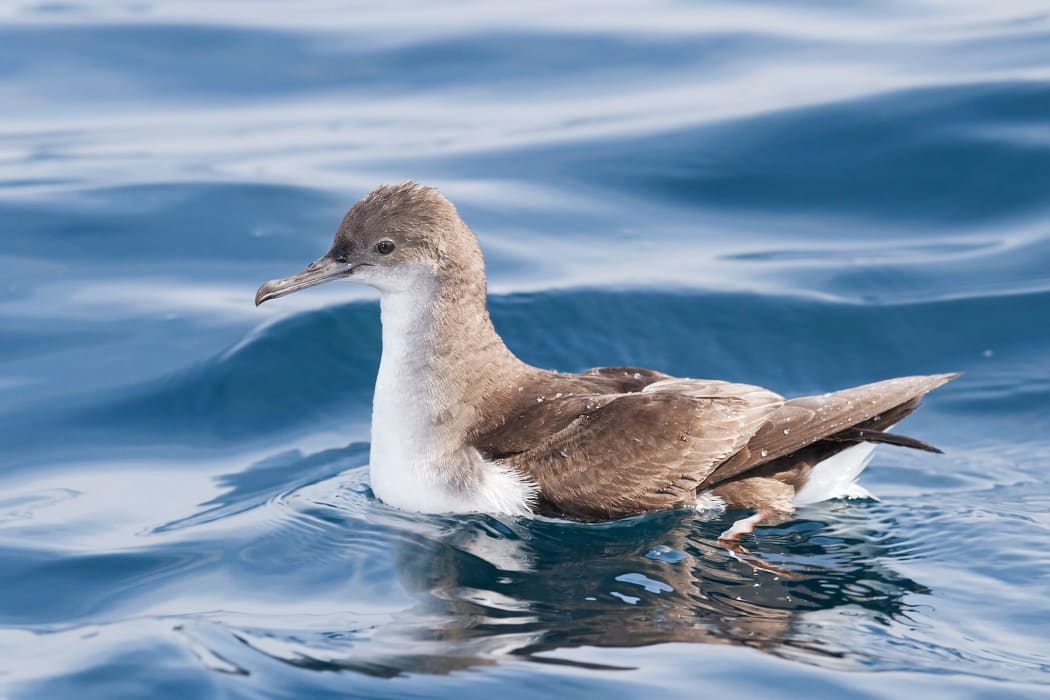 At least five fluttering shearwaters may have been shot dead.