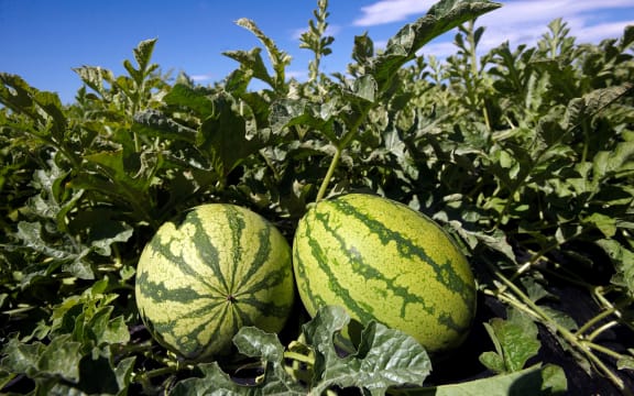Woodhaven Gardens is family business that has been growing watermelons in Horowhenua for about 30 years.