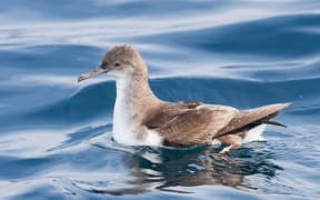 At least five fluttering shearwaters may have been shot dead.
