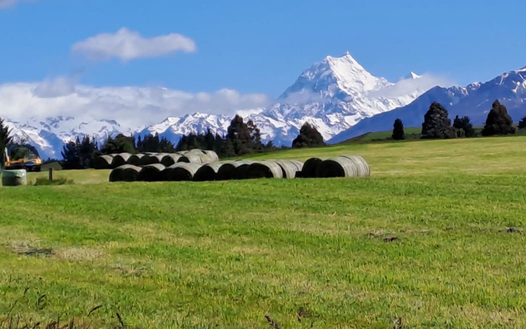 Baleage cut in Central Otago with snowy capped mountains in the background.