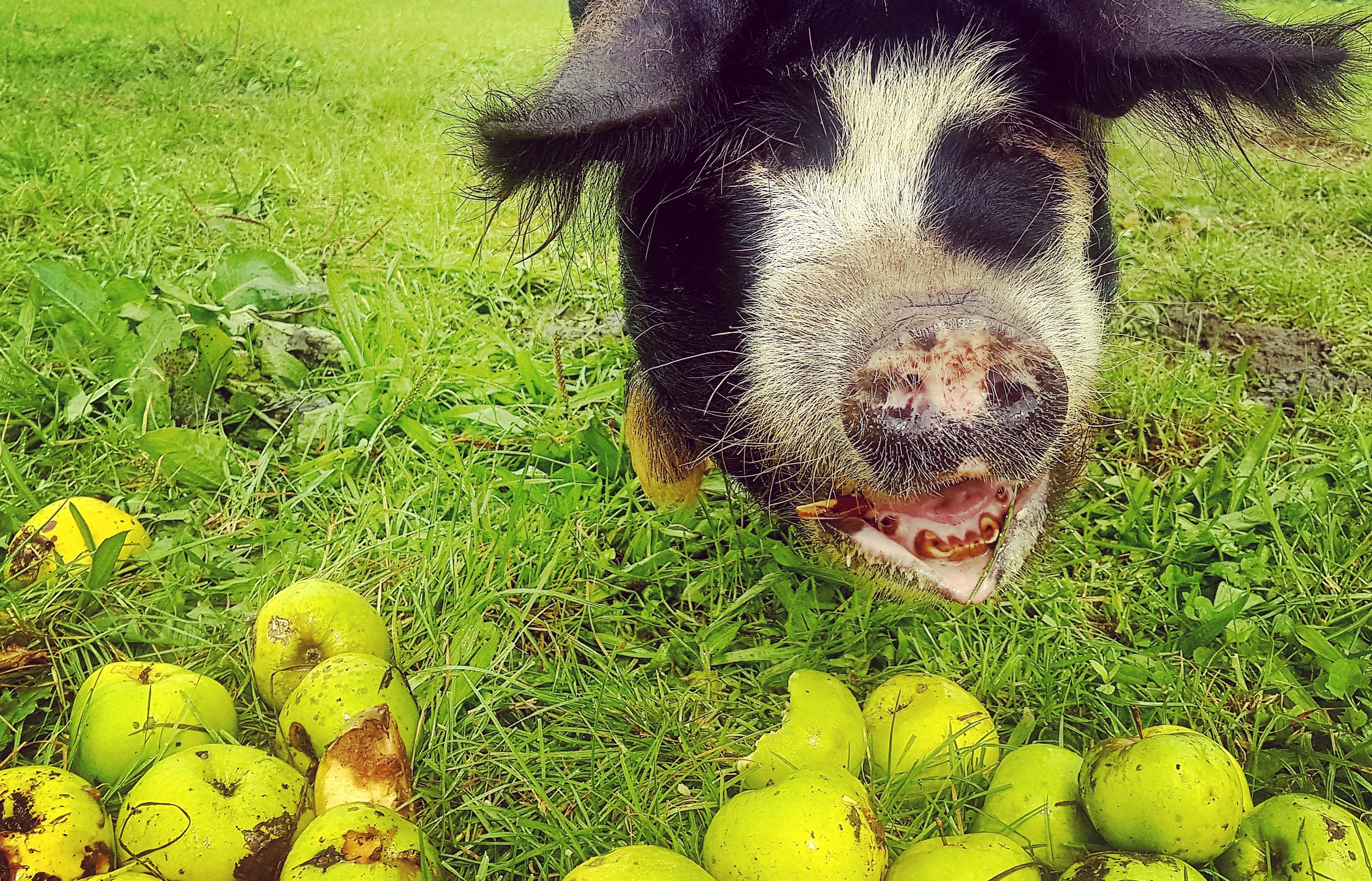 Kath Irvine's pig Nellie with autumn's apples