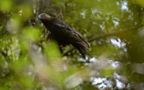 Two kākā chicks have hatched for the first time at Abel Tasman National Park.
