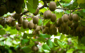Kiwifruit Te Puke