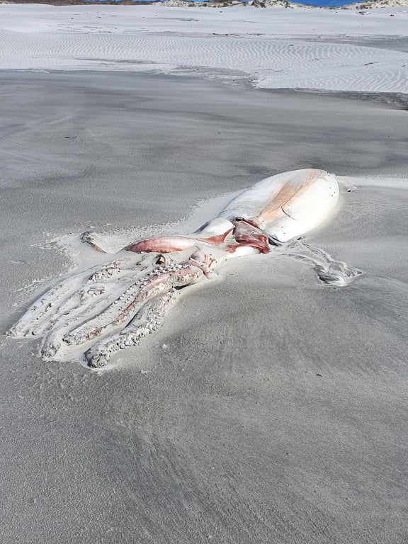 The giant squid that washed ashore at Farewell Spit.