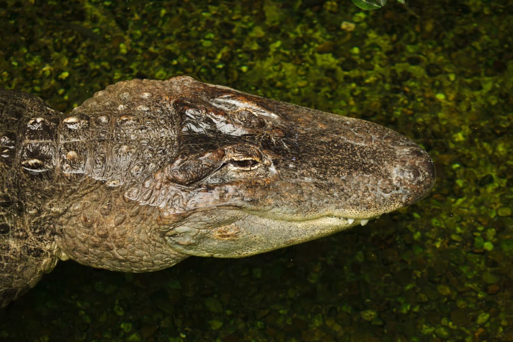 A Mississippi alligator.