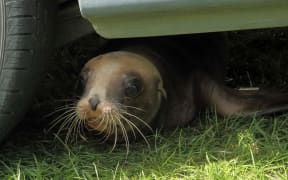Rua was known to take shelter under visitors' cars at the camping ground in Warrington.