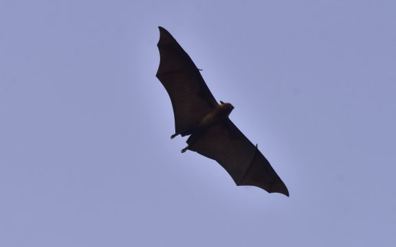 A bat flies in Nagaon District, Assam, India, on February 1, 2026. (Photo by Anuwar Hazarika/NurPhoto) (Photo by ANUWAR HAZARIKA / NurPhoto via AFP)