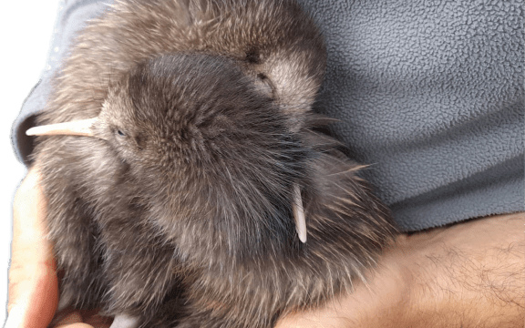 The two kiwi chicks born in the wild in the Captial Kiwi Project area, south-west of Wellington City.