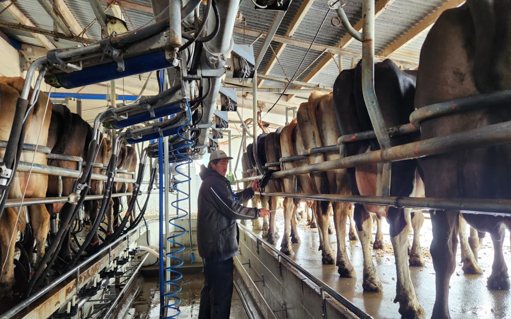 Eric at work in the dairy shed