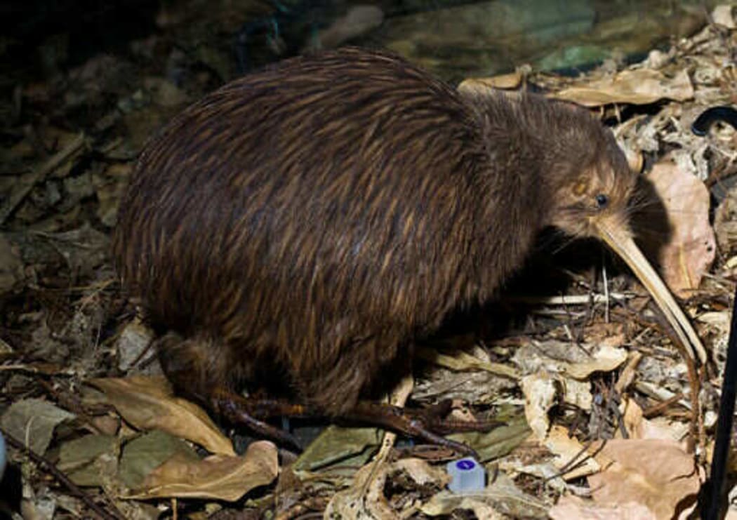 The North Island brown kiwi is one of five species of kiwi, and the first to have its genome sequenced