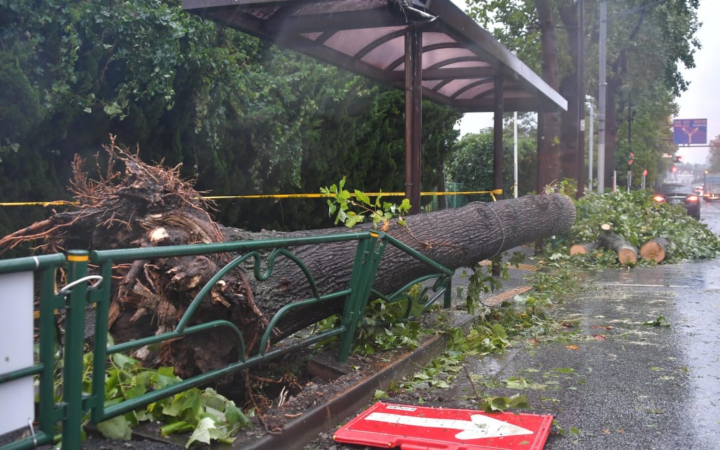 A tree is uprooted due to a strong weather in shinjuku Ward, Tokyo in early morning Sep.9, 2019. Typhoon No. 15, Typhoon Faxai , landed near Chiba City, Chiba prefecture at about 5 a.m. on the same day.