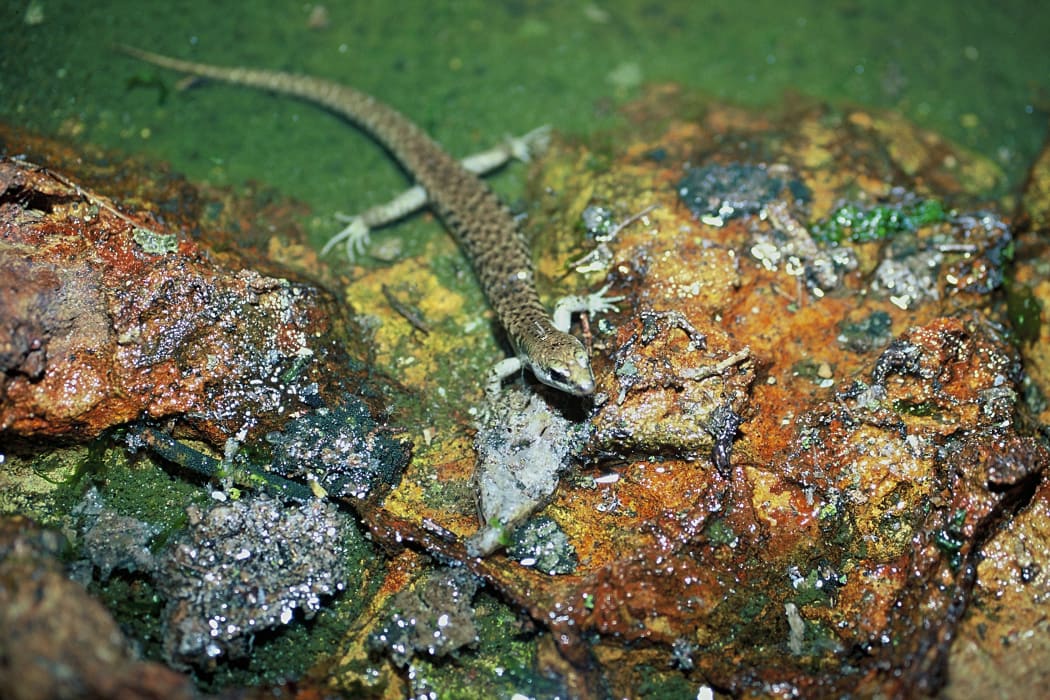 Suter's skink