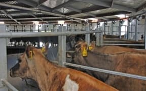 dairy farm