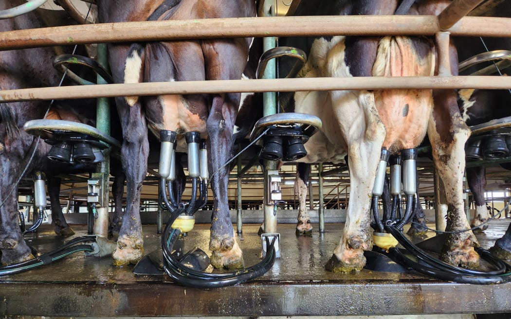 Cows being milked