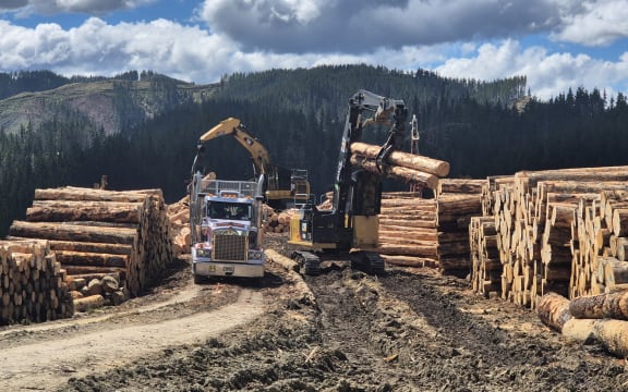 Pine forestry harvesting in Waimata Valley near Gisborne.