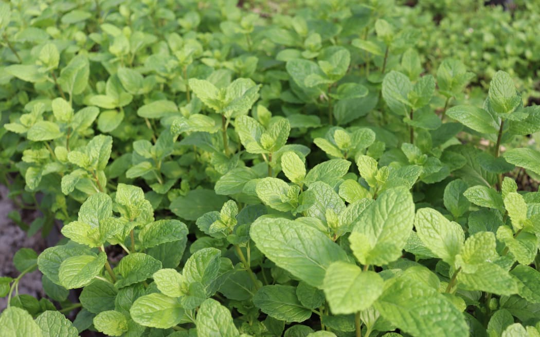 Tasman Bay Herbs' mint.