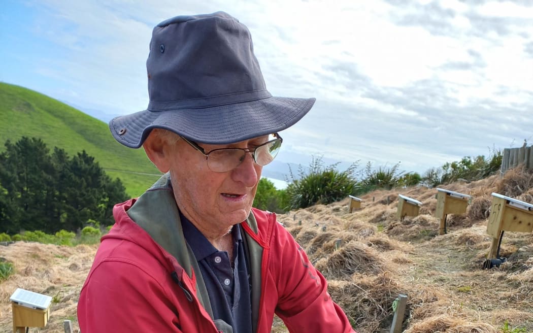 Ted Howard checks up on a Hutton’s shearwater nest at Te Rae o Atiu colony on Kaikōura Peninsula. Photo: David Hill / North Canterbury News